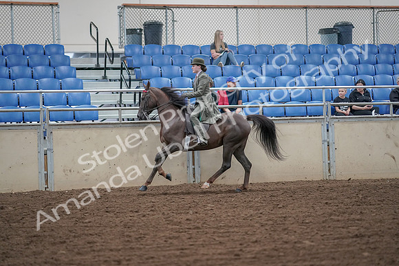 2019 Morgan Horse Show - Aug 30, 2019 - 15596