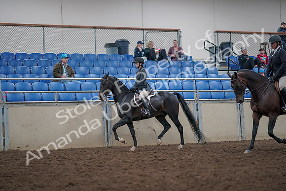 2019 Morgan Horse Show - Aug 31, 2019 - 14863