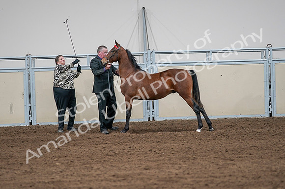 2020 - AB Morgan Horse - Fri, Sept 04 - 07617
