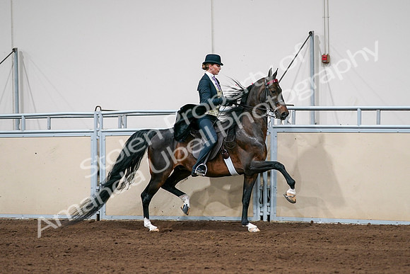 2020 - AB Morgan Horse - Sat, Sept 05 - 06405