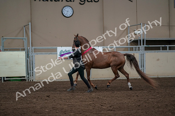 2019 Morgan Horse Show - Aug 31, 2019 - 01456