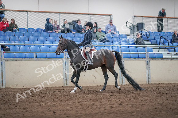 2019 Morgan Horse Show - Aug 31, 2019 - 19484