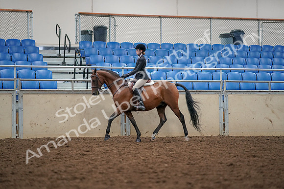 2019 Morgan Horse Show - Aug 30, 2019 - 23348
