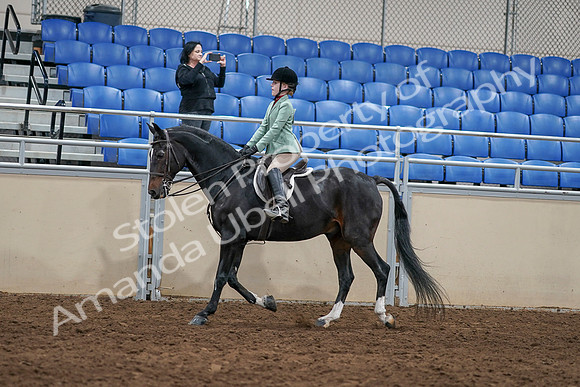 2020 - AB Morgan Horse - Sun, Sept 06 - 07807