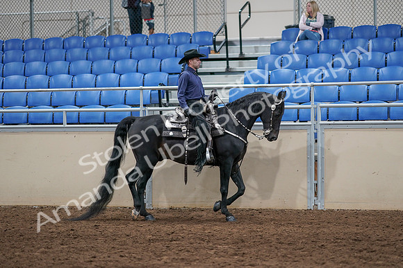 2020 - AB Morgan Horse - Sun, Sept 06 - 07532