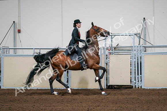 2020 - AB Morgan Horse - Sat, Sept 05 - 06838