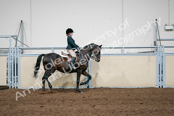 2020 - AB Morgan Horse - Sun, Sept 06 - 07978