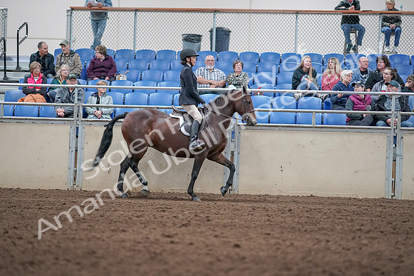 2019 Morgan Horse Show - Aug 31, 2019 - 19594