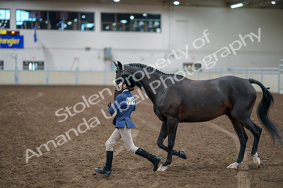 2020 - AB Morgan Horse - Fri, Sept 04 - 00931