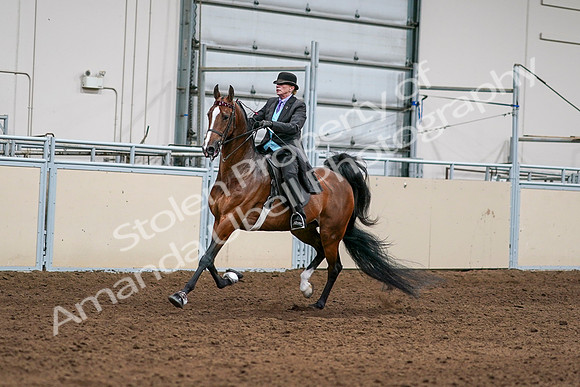 2020 - AB Morgan Horse - Sat, Sept 05 - 12974