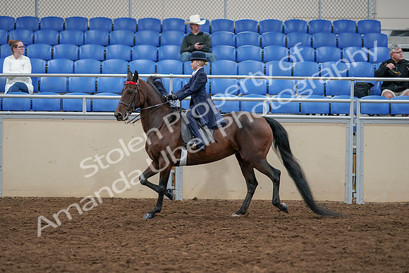 2020 - AB Morgan Horse - Sun, Sept 06 - 07700