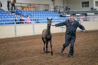 2020 - AB Morgan Horse - Sat, Sept 05 - 00662