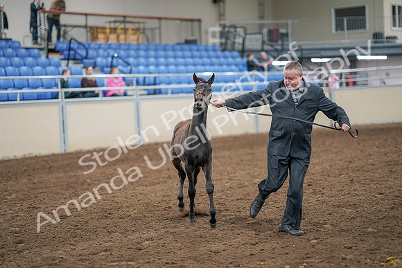 2020 - AB Morgan Horse - Sat, Sept 05 - 00662