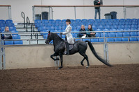 2019 Morgan Horse Show - Aug 31, 2019 - 09231