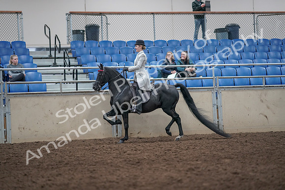 2019 Morgan Horse Show - Aug 31, 2019 - 09231