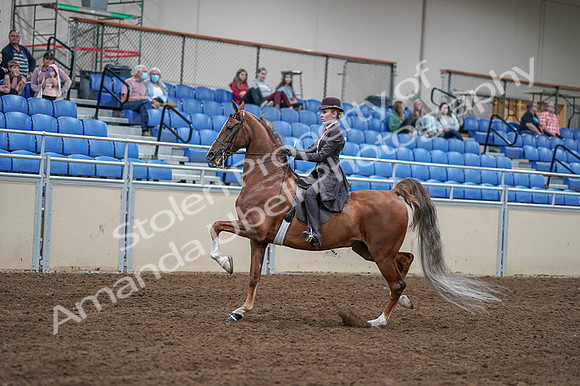 2020 - AB Morgan Horse - Fri, Sept 04 - 11183