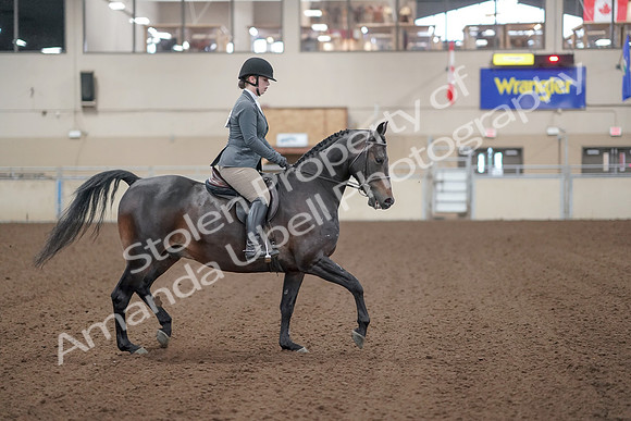 2019 Morgan Horse Show - Sept 01, 2019 - 11025