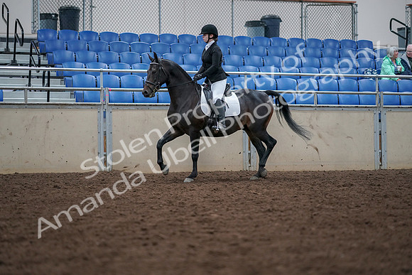 2019 Morgan Horse Show - Aug 30, 2019 - 18299