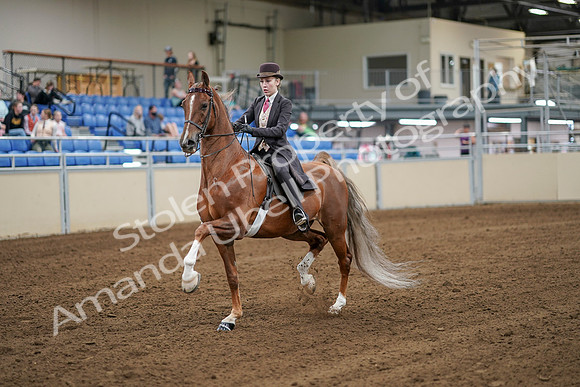 2020 - AB Morgan Horse - Sat, Sept 05 - 06281