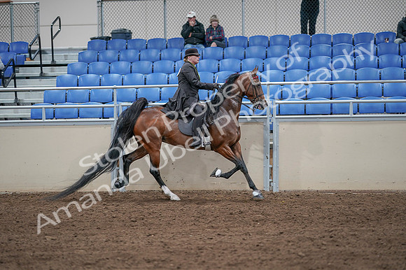 2020 - AB Morgan Horse - Fri, Sept 04 - 09821