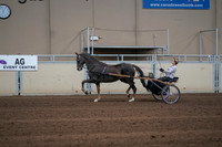 2019 Morgan Horse Show - Sept 01, 2019 - 05910