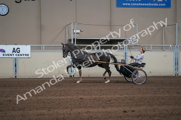2019 Morgan Horse Show - Sept 01, 2019 - 05910