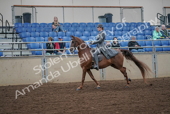 2019 Morgan Horse Show - Aug 30, 2019 - 15562