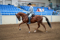 2020 - AB Morgan Horse - Fri, Sept 04 - 01469