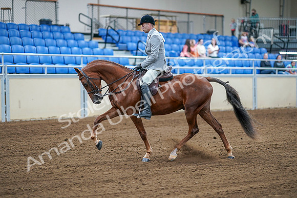 2020 - AB Morgan Horse - Fri, Sept 04 - 01469