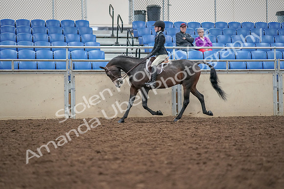 2019 Morgan Horse Show - Aug 30, 2019 - 20313
