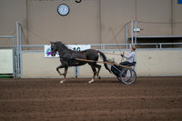 2019 Morgan Horse Show - Sept 01, 2019 - 05922