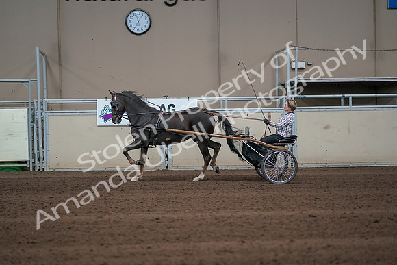 2019 Morgan Horse Show - Sept 01, 2019 - 05922