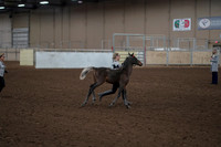 2019 Morgan Horse Show - Aug 31, 2019 - 00201