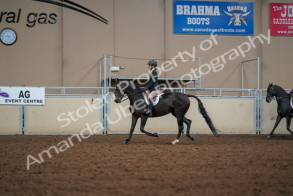 2019 Morgan Horse Show - Aug 30, 2019 - 23242