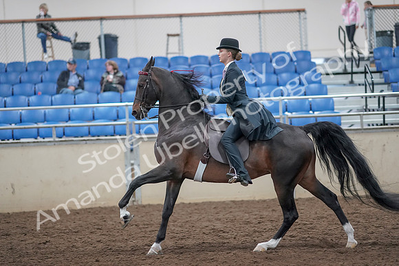 2019 Morgan Horse Show - Aug 31, 2019 - 08828