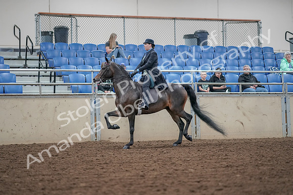 2019 Morgan Horse Show - Aug 30, 2019 - 15539