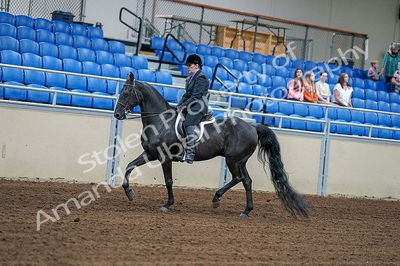2020 - AB Morgan Horse - Fri, Sept 04 - 01525