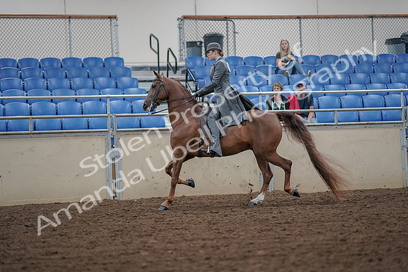 2019 Morgan Horse Show - Aug 30, 2019 - 15467