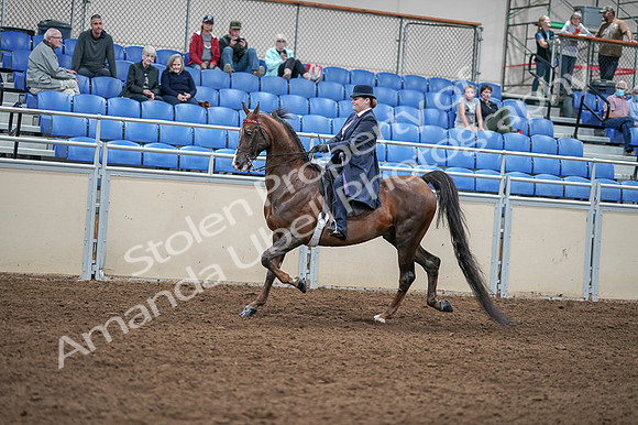 2020 - AB Morgan Horse - Fri, Sept 04 - 07903