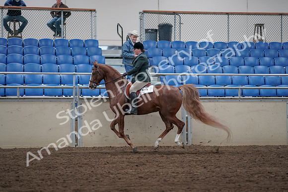 2019 Morgan Horse Show - Sept 01, 2019 - 12324