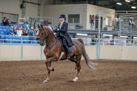 2020 - AB Morgan Horse - Fri, Sept 04 - 11084