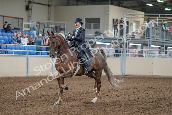 2020 - AB Morgan Horse - Fri, Sept 04 - 11084
