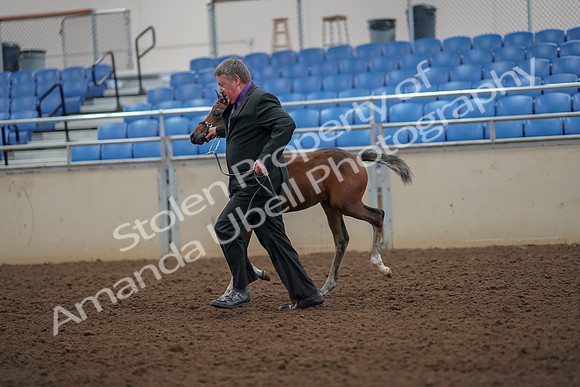 2019 Morgan Horse Show - Aug 30, 2019 - 24672