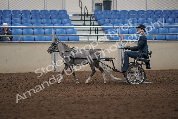 2019 Morgan Horse Show - Aug 31, 2019 - 04266