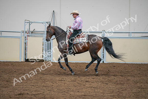 2020 - AB Morgan Horse - Sat, Sept 05 - 05660