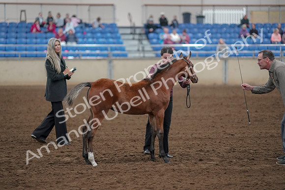 2019 Morgan Horse Show - Aug 30, 2019 - 24815