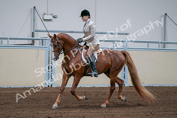 2020 - AB Morgan Horse - Fri, Sept 04 - 01637