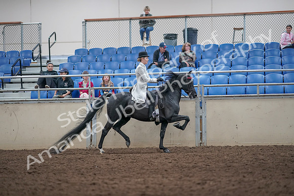 2019 Morgan Horse Show - Aug 31, 2019 - 09629