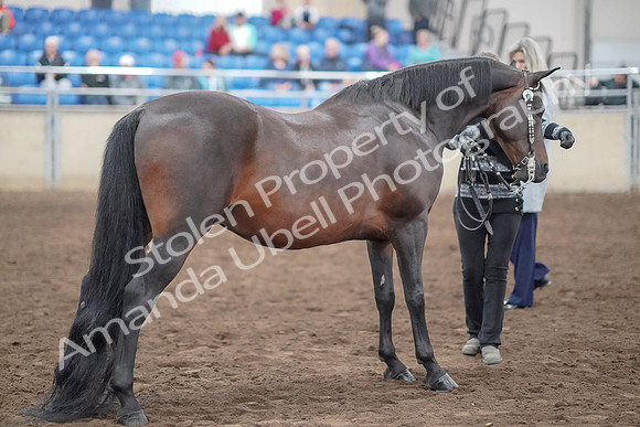 2019 Morgan Horse Show - Aug 31, 2019 - 03777