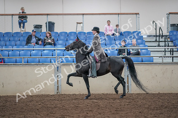 2019 Morgan Horse Show - Aug 31, 2019 - 09324